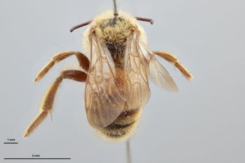 Media type: image;   Entomology 770430 Aspect: habitus dorsal view